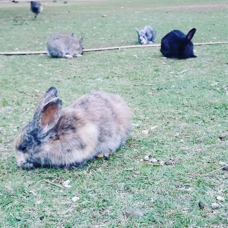 Lokrum Island with study work travel blog