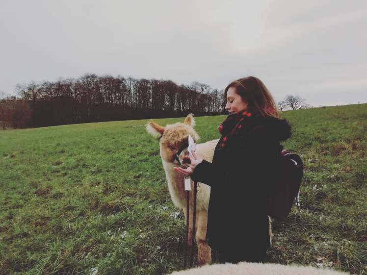 A greedy alpaca on our alpaca walk with Charnwood