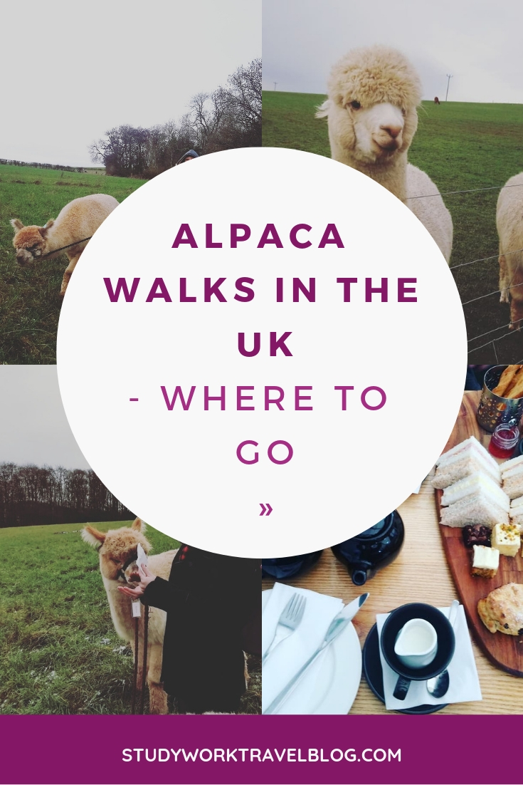 Alpaca walks UK Pinable
