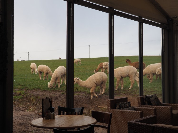 Charnwood forest Chilli Bean Cafe