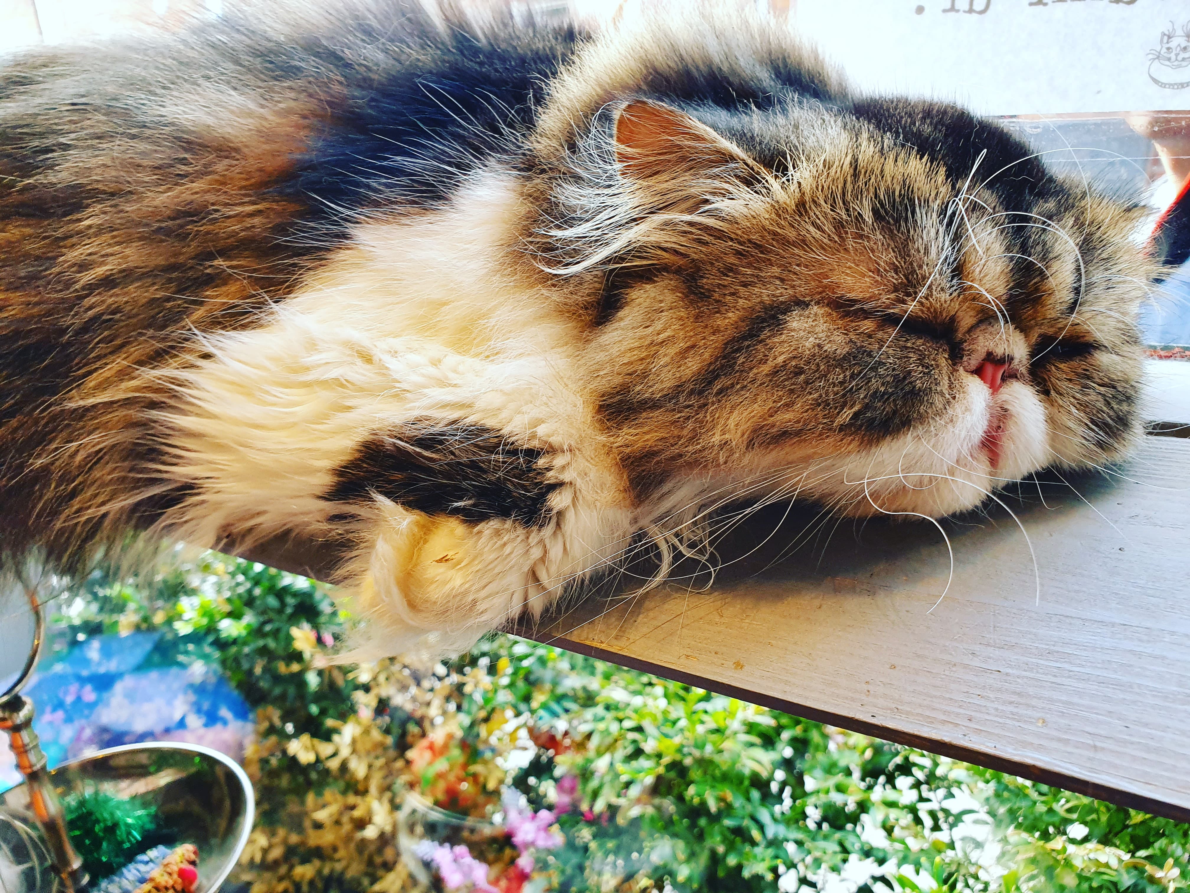 Cat sleeping at Shakespaw's Cat Cafe, Stratford