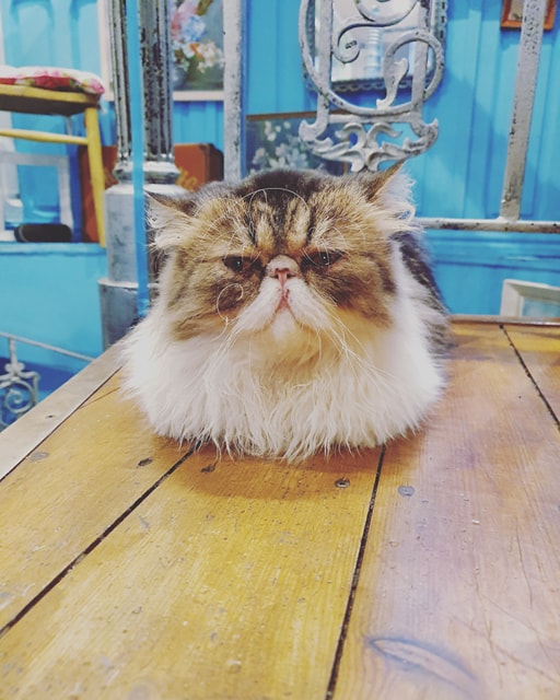 Shakespaw's Cat Cafe Stratford