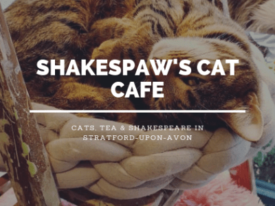 Shakespaw Cat Cafe – The Midland’s First Cat&nbsp;Cafe
