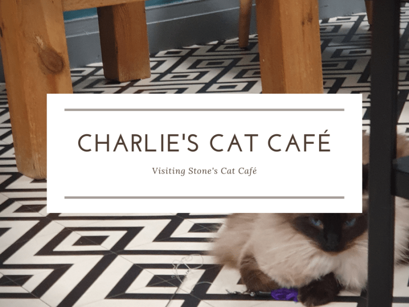 Charlies Cat Cafe,&nbsp;Stone