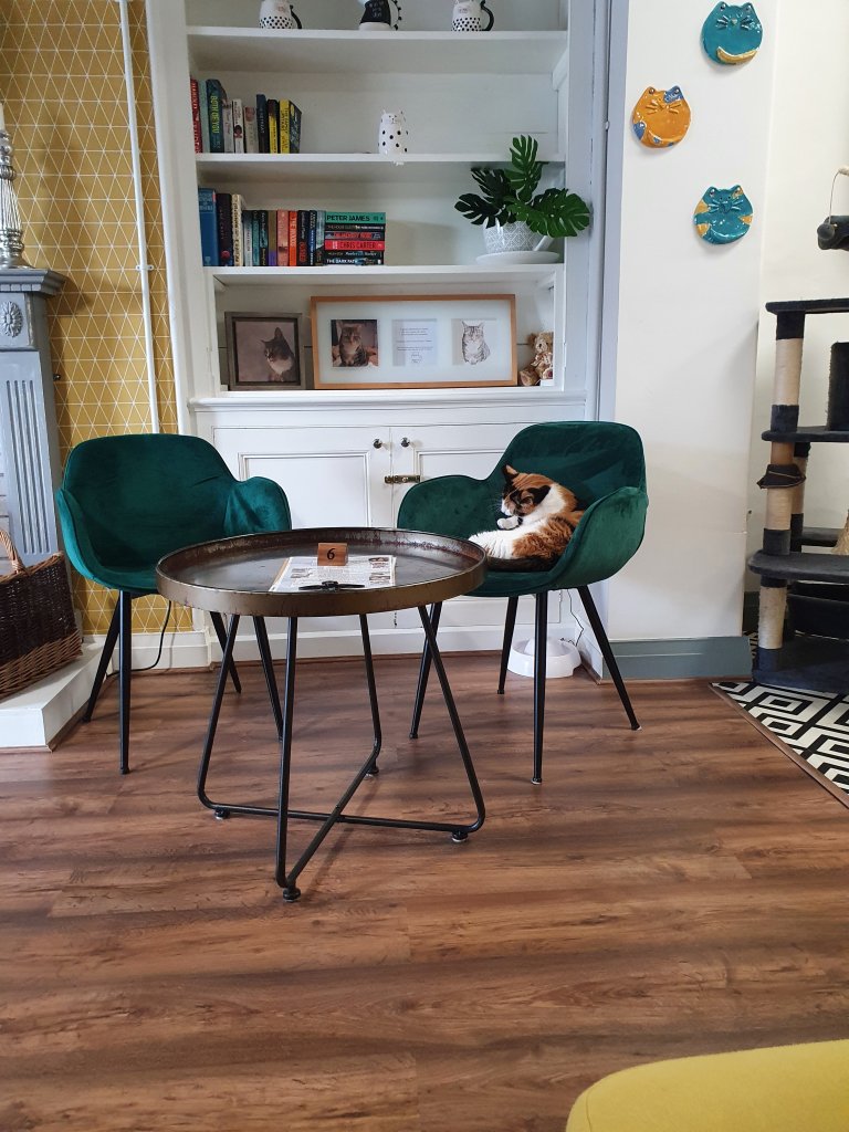 Charlie's Cat Cafe Stone