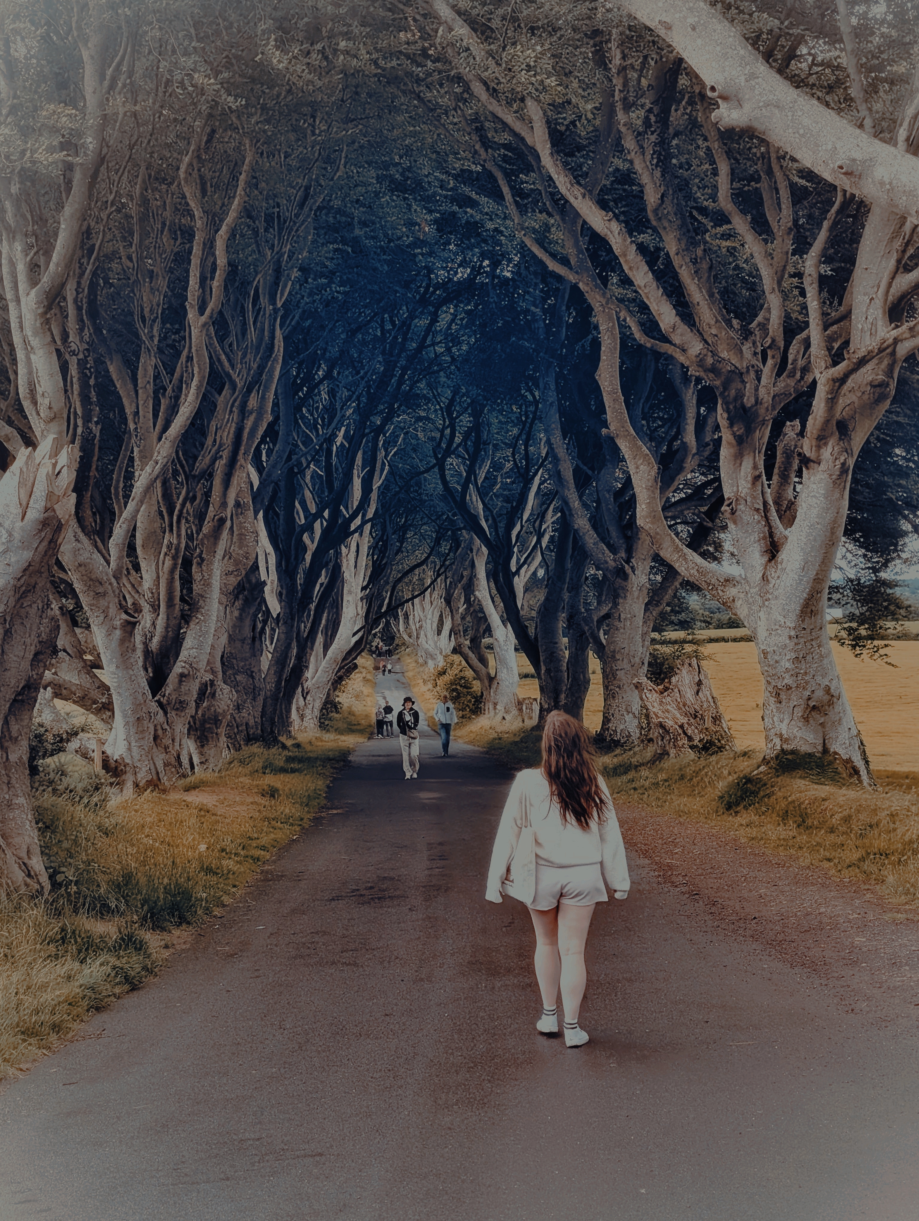 The Dark Hedges Game of Thrones Filming Location Northern Ireland